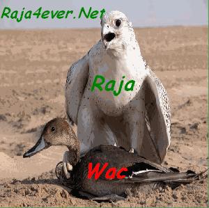 raja0-0wac